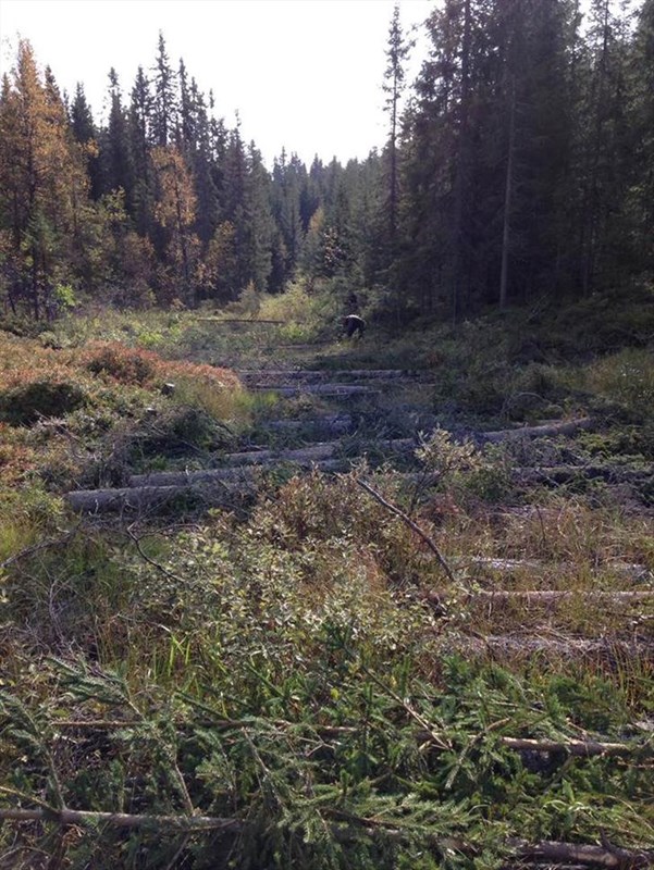 Bjønnputten: Ferdig kavlet ca 100 meter – her er det blaut myr under. Foto: Pål Cato Elshaug