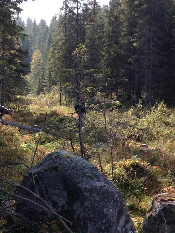 Bjønnputten: Trond Frøshaug lemper tunge stokker ut i myra. Foto: Pål Cato Elshaug