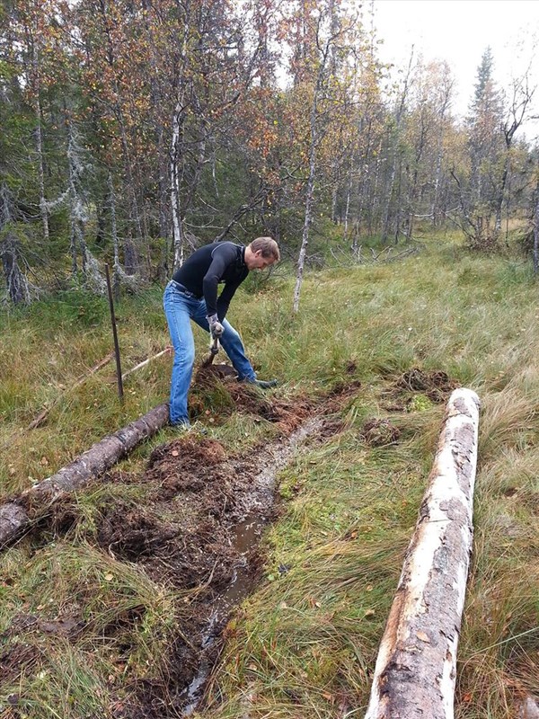 Bjønnputten: Pål Cato Elshaug grøfter så godt han kan, men her skulle vi hatt en minigraver minigraver. Torvmyra var «steinhard» å komme igjennom. Foto: Reidar Selvig