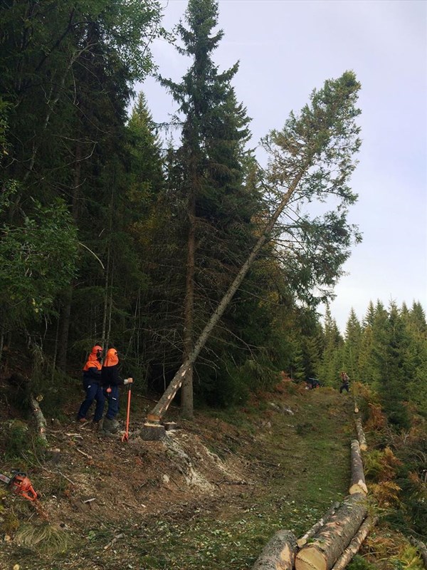 Vestend: Profesjonell trefelling her av Olaf Godli og Stein Oppen. Eirik Formo lenger oppi løypa. Foto: Tore H. Rasmussen