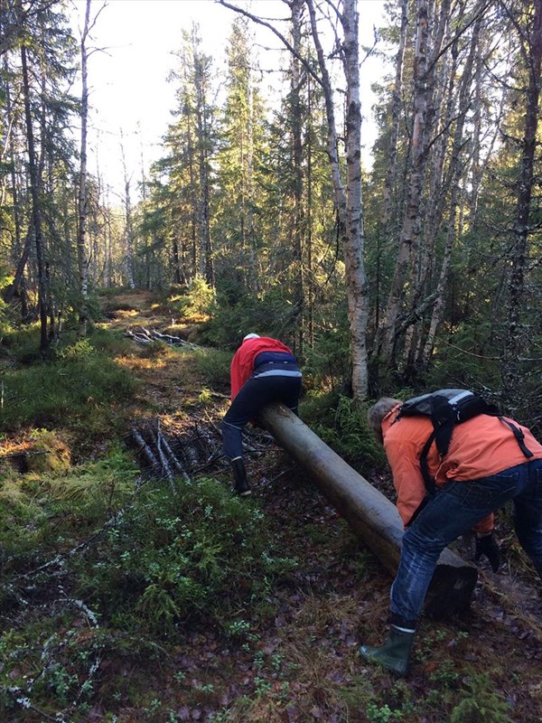 Eirik Formo og Knut Øen sleper flytter tunge stolper i 1935-løypa. Foto: Lene Li Dragland