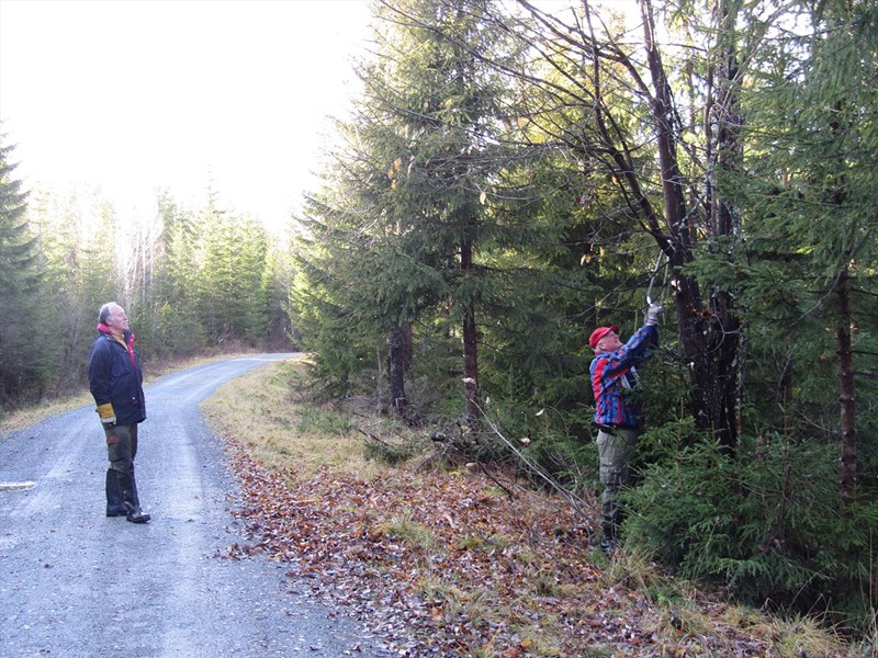 John Brungott og Svein Grimsvang og en gjenstridig grein. Foto: Lene Li Dragland