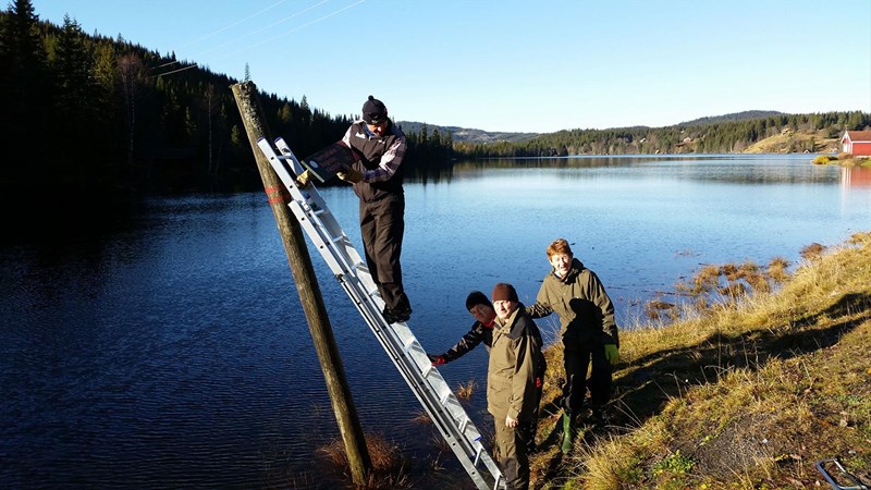 I starten av Formo-løypa inne på Bislingflaka: I siste bakken opp til høyeste punkt er det en liten bratt bakke rett etter skiltet med Formoløypa. Det er noen fjellrabber og groper i denne bakken. Vi fylte igjen groper og søkk og rullet vekk en stor stein slik at Arild ikke skal spinne og sette seg fast. Vi brukte 3 timer på rydding langs Bislingveien med 3 motorsager durende og mye kvist og nedfall som ble fjernet. Fra v Øivind Holum, Kjell Ivar Skjemstad, Terje Stensberg og undertegnede. Foto: Jakob S