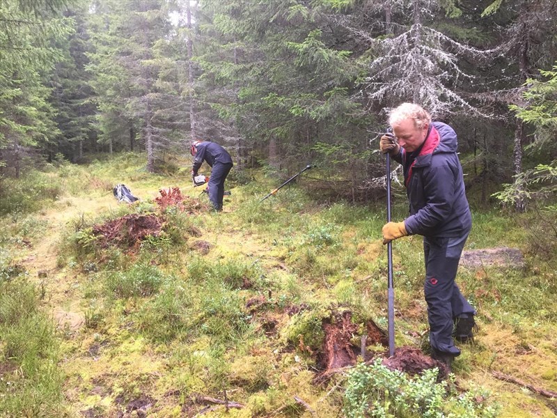 Sverre Sjøblom og Thomas Knutzen skjærer ned og fjerner gamle stubber i nedoverbakken i Fuglemyrløypa (1935-løypa) Foto: Lene Li Dragland