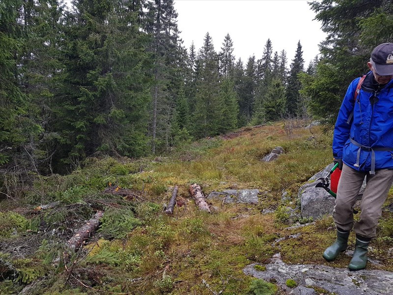 Morten Juell i Formoløypa, blir tryggere for løypekjørerne i denne svingen før nedoverbakken i skaret nå. Foto: Lars Petter Fjeld
