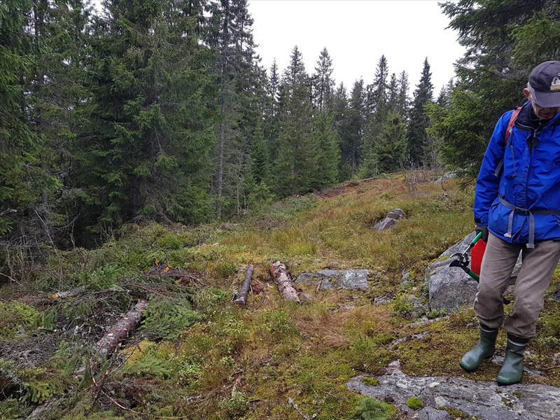 Morten Juell i Formoløypa, blir tryggere for løypekjørerne i denne svingen før nedoverbakken i skaret nå. Foto: Lars Petter Fjeld