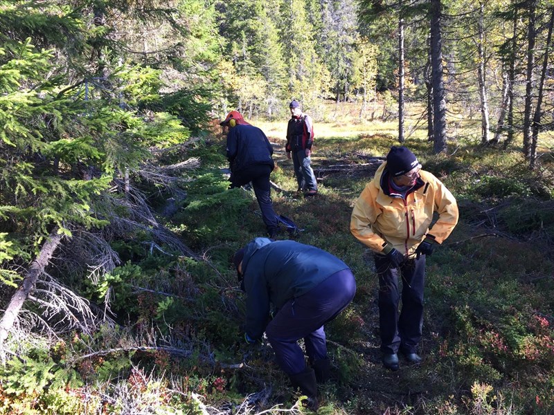 Eirik Formo med motorsag i Formoløypa, får hjelp av Finn Hammer, Ellen og Kåre Hansen. FOTO: Lene Li Dragland