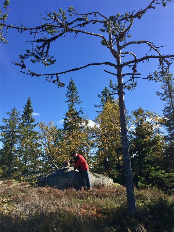 Kåre Hansen på Venehauganes høyeste punkt, 492 m.o.h. – altså en meter høyere en Bislingen. FOTO: Lene Li Dragland