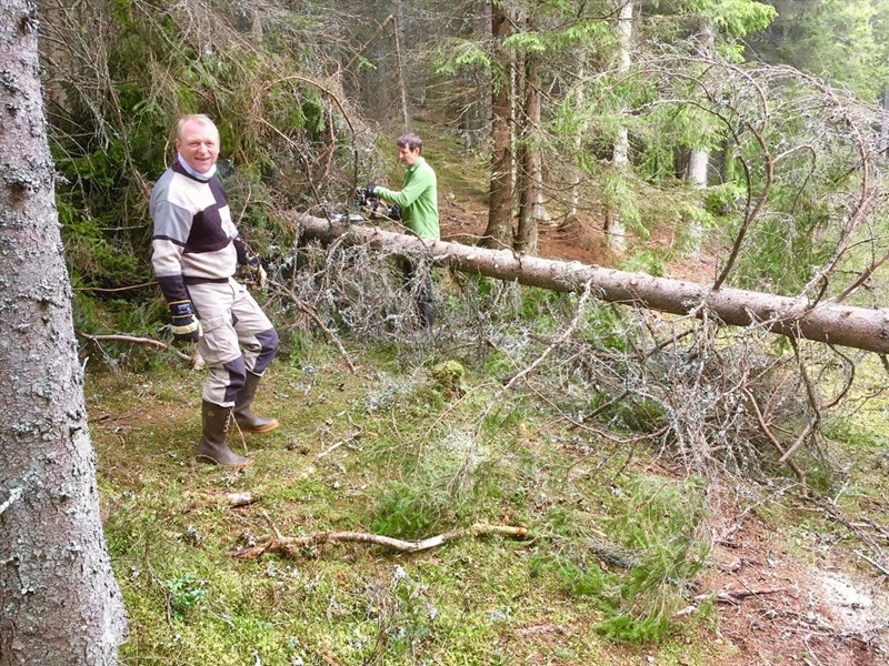 Steinar og Trond Faanes rydder bort rotvelt i løypa ved Lunnerhytta – mellom Stormyra og Ballangrudsæterhøgda. FOTO: Jakob Skogseid