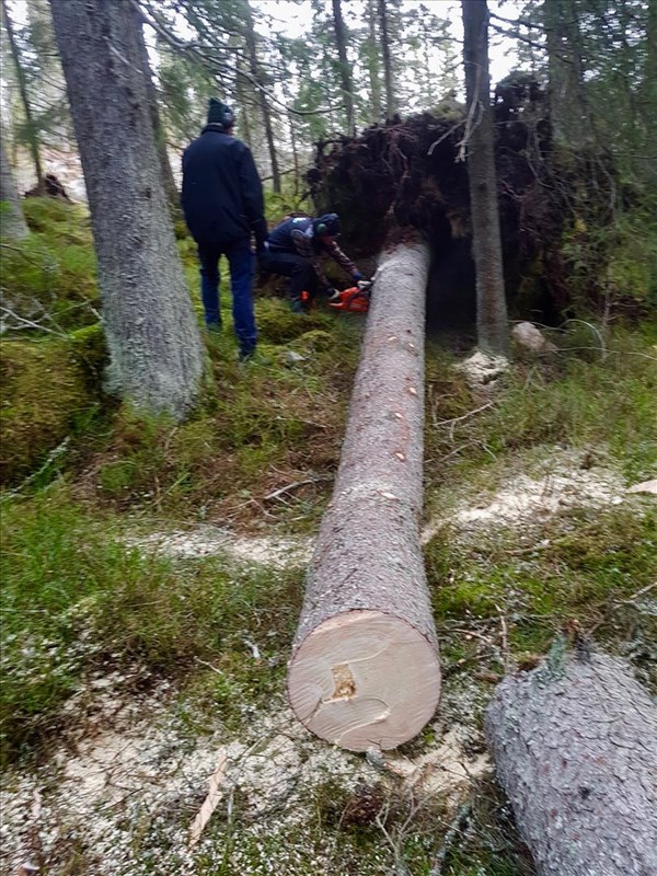 Arild Bernstrøm og Tore H. Rasmussen rydder rotvelt i ny trasé ved Høgnes. FOTO: Margarete Wiese