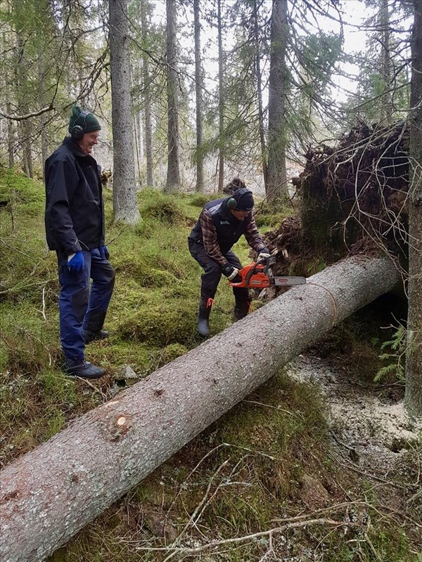 Arild Bernstrøm og Tore H. Rasmussen rydder rotvelt i ny trasé ved Høgnes. FOTO: Margarete Wiese