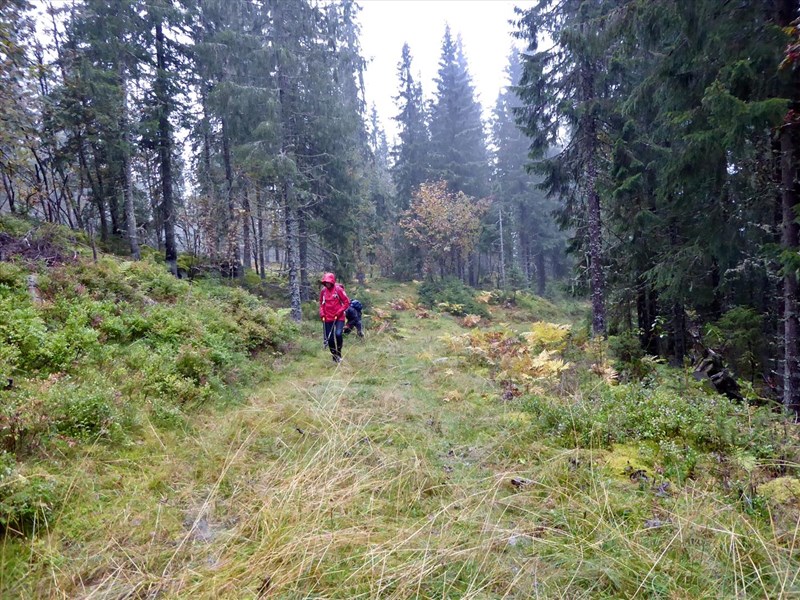 Gine Johannson og Thomas Knutzen klipper utallige smågran som vokser opp i og langs løypetraseen i Grønntjernløypa. Det regner. Foto: Lene Li Dragland