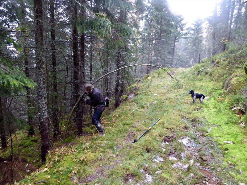 Lene Li Dragland sager ned en lang dings som henger inn i løypetraseen i Grønntjernløypa. Pan cockapoo ivrig tilskuer. Foto: Thomas Knutzen