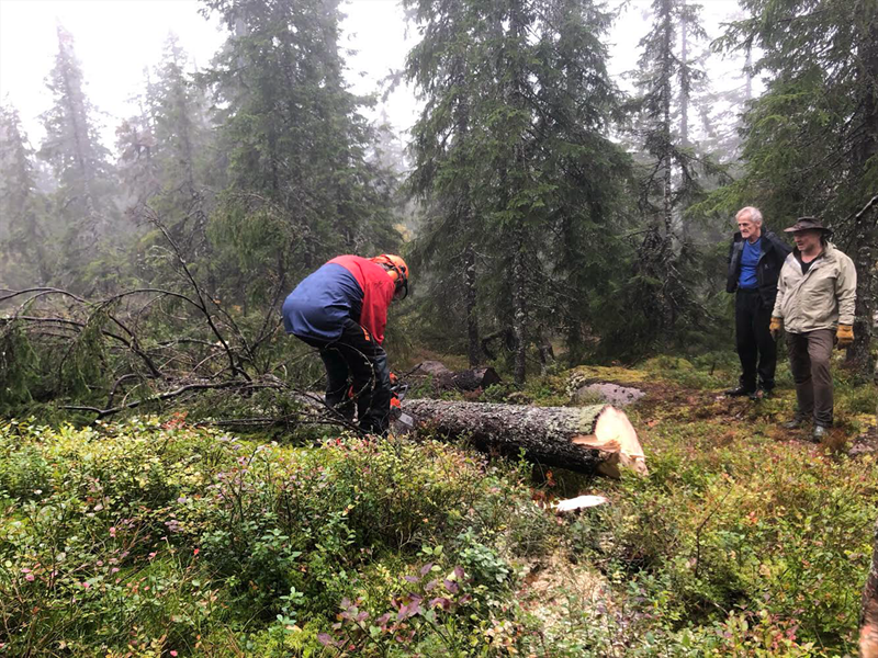 Lasse Haugen danser med motorsaga mens Anders Heger og Sverre Sjøblom beundrer. Formoløypa like overfor krysset ved Siljusæterlia. Foto: Lasse Brokke