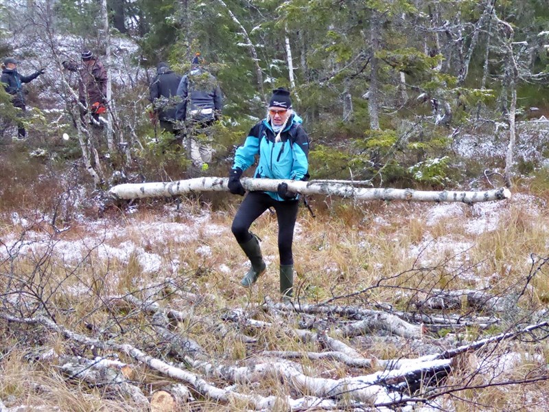 Sterke damer i MLF. Hilde Reh Stensrud bærer stokk til kavling i vika sør ved Grønntjernet. Der løypemaskinen har kjørt seg fast tidligere. Foto: Lene Li Dragland