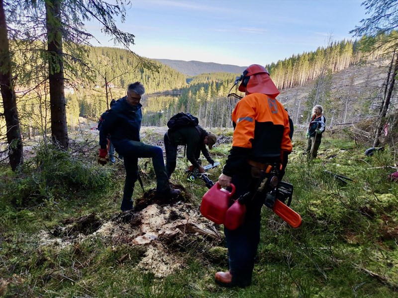 Stubbefjerning med utsikt i Myllslia. Olaf Godli, Nils Voje Johansen, Jakob Skogseid og Nina Strømnes Rodem der løypa kommer ut i hogstfeltet. Foto: Margarete Wiese