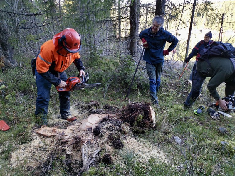 Olaf Godli jobber med motorsaga, Nils Voje Johansen, Terje Stensberg og Jakob Skogseid (uten hode) Foto: Margarete Wiese