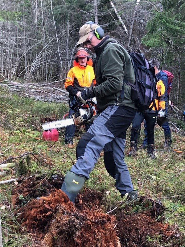 Jakob Skogseid skjærer ned stubbe i løypetraseen i Myllslia. Olaf Godli følger med. Foto: Thorvald G. Moe