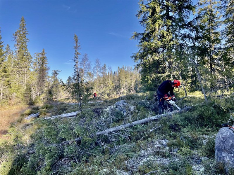 Trær som har brukket i toppen felles og brukes i kavlingen sør for Bjønnputten. Thomas Knutzen og Trond Faanes med motorsager. Foto: Lene Li Dragland