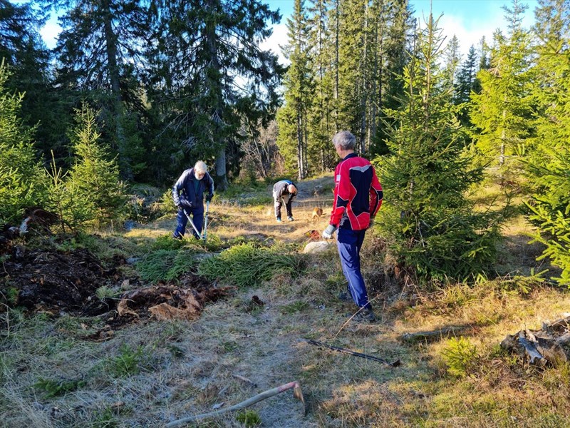 Ole Tvete, Leif Øie og Rolf Berg rydder løypa fra Brattlia – Stormyra – Volla. Foto: Pål Heldrup Rasmussen