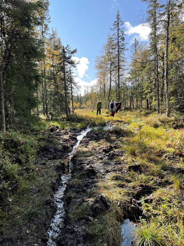Nederst i myra før Skillemyra er det veldig vått. Drenert i dag, Her er etterarbeid på veien ned. Thomas Knutzen og Thea Knudsen. Bak kommer Ingeborg Wiese. Foto: Lene Li Dragland