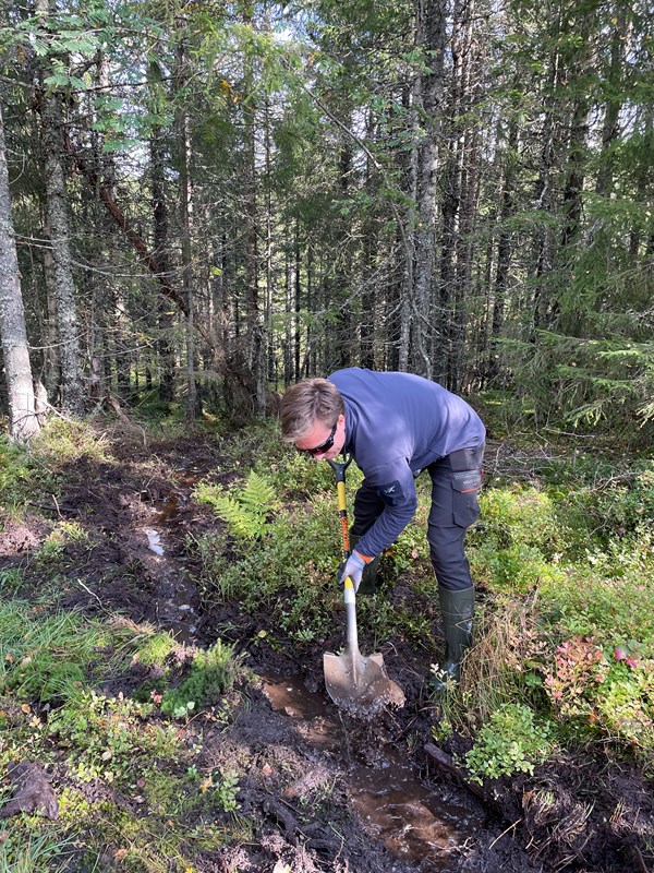 Andreé Eiklid tar enda noen spadetak i grøfta i Formoløypa. Foto: Lene Li Dragland