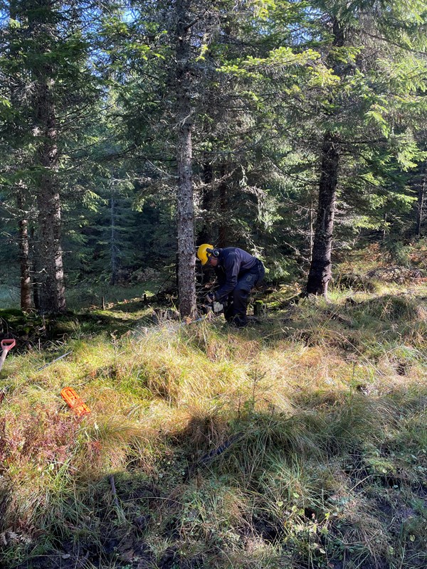 Der bratteste løypa opp til Bislingen går i driftsveien til Almenningen, like nedenfor Bislingvegen ble bekker åpnet og stokker lagt i så scooteren får laget god løype. Jakob Skogseid med motorsag. Foto: Steinar Faanes