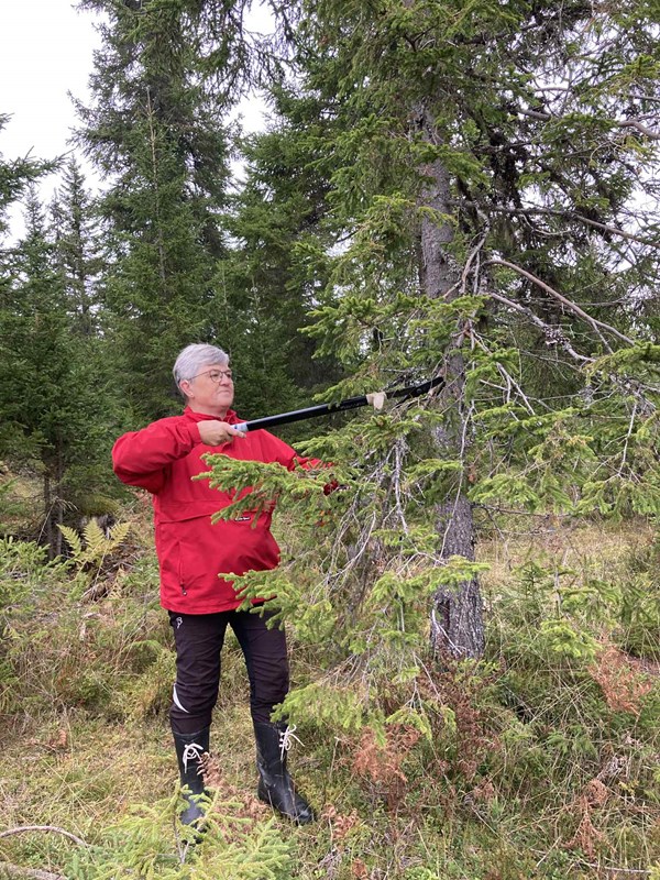 Hege Marie med greinkutter i løypa Svea-Stormyra-Volla. Foto: Olaf Godli. Hege Marie med greinkutter i løypa Svea-Stormyra-Volla. Foto: Olaf Godli.