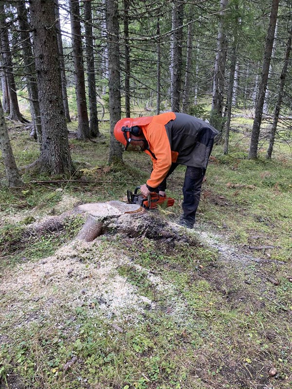 Olaf med motorsaga fjerner høye stubber i løypa Svea-Stormyra-Volla. Foto: Hege Marie Haakenstad Godli Olaf med motorsaga fjerner høye stubber i løypa Svea-Stormyra-Volla. Foto: Hege Marie Haakenstad Godli