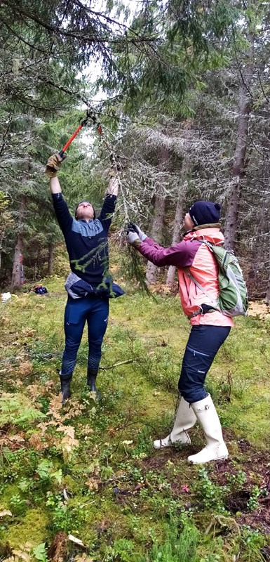 Andreas Faanes og Anna Sofie Lindvik Hoff rydder lavthengende greiner i nye Bislingløypa. Foto: Hege Marie Godli