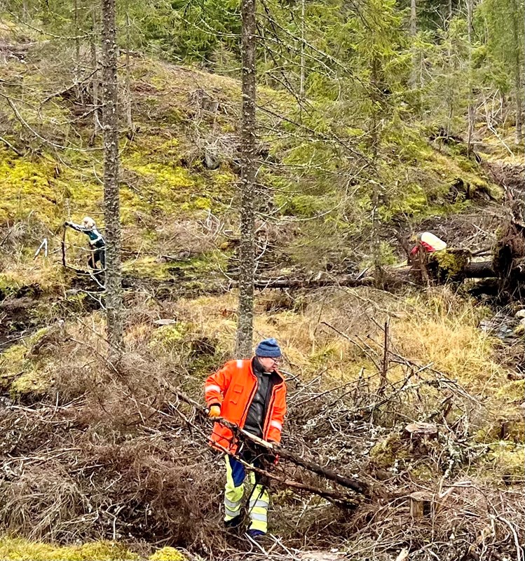 Pål Kreutz (foran), Nina Rodum og Bent Rodum rydder etter tømmerhogsten nord for Svea. Foto: Anne Kvisgaard Gløersen