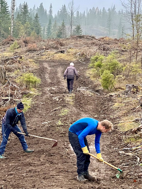 Harald Gløersen, John Sletten og Øivind Holum med krafser rydder etter tømmerhogsten nord for Svea. Foto: Anne Kvisgaard Gløersen