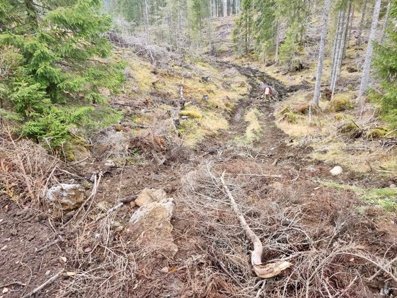 Bent Rodum rydder etter tømmerhogst i løypa fra Vollavegen og sørover Foto: Nina Rodum