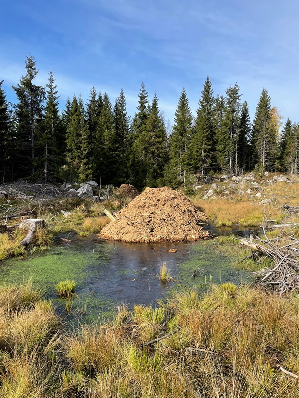 Sånn lå flishaugene i Rundløypa før krafselaget kom. Foto: Lene Li Dragland