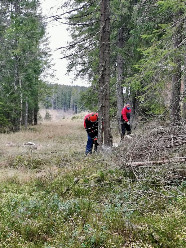 Kåre Hansen rydder løype ved Putthaug. Foto: Margarete Wiese