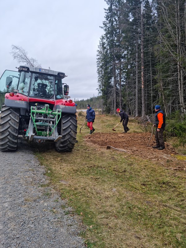 Krafselaget med traktorhjelp – løypa inn mot Trantjern har nå fått flisdekke. Foto: Pål Heldrup Rasmussen