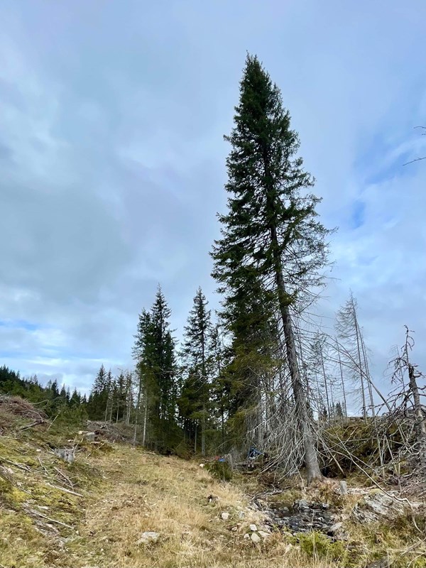 Løypa ned mot Vestend. Foto: Øyvind Huse