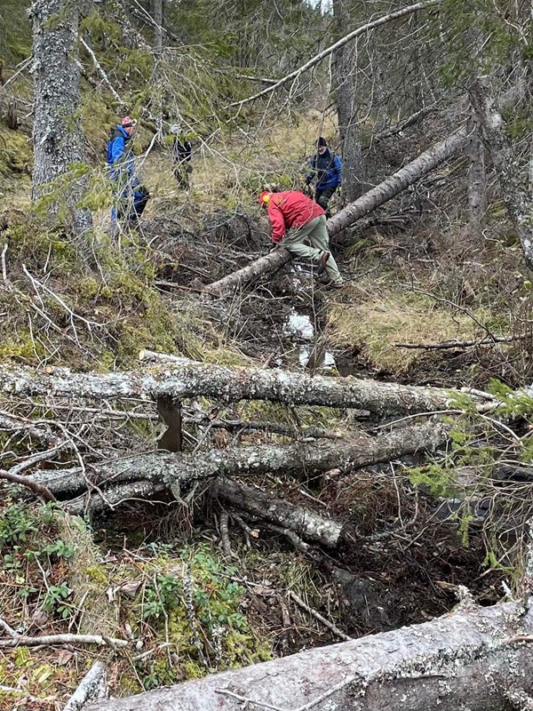 Mye rydding langs løypa ned mot Vestend. Foto: Øyvind Huse