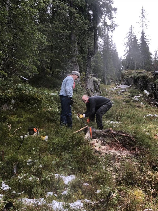 Anders Heger og Eirik Formo fjerner stubbe i juvet i Formoløypa. Foto: Berit Gro Fløgstad.