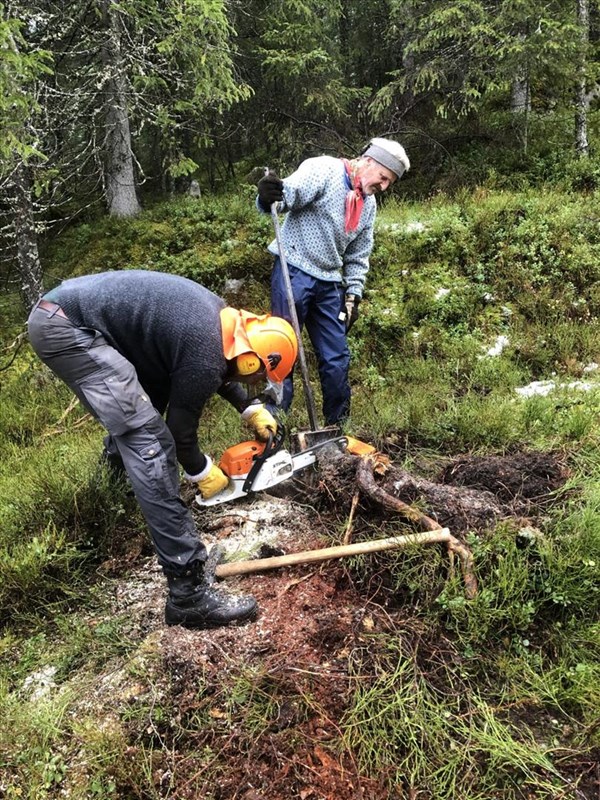 Anders Heger og Eirik Formo fjerner stubbe i juvet i Formoløypa. Foto: Berit Gro Fløgstad.