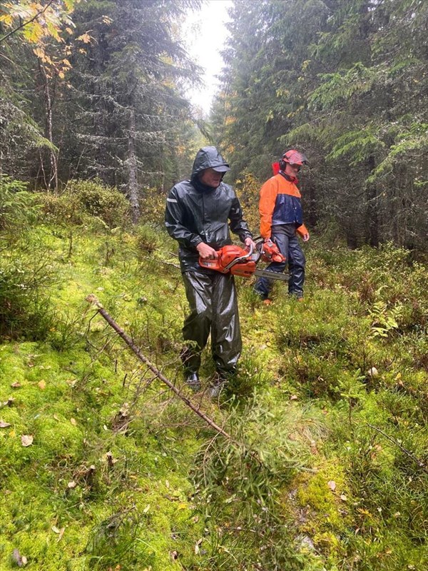 Tore H. Rasmussen og Olaf Godli rydder i nygammel løypetrase ned fra Bislingen. Her langt nede i Myllslia. Traseen kommer til slutt ut i Myllslivegen ca 150 meter innenfor bommen. Foto: Sverre Sjøblom