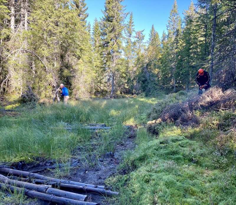 En kavling i Rundløypa trenger oppgradering. Mye toppbrekk i nærheten, så kortreist virke. Anders Heger og Thomas Knutzen med sag og saks. Foto: Lene Li Dragland