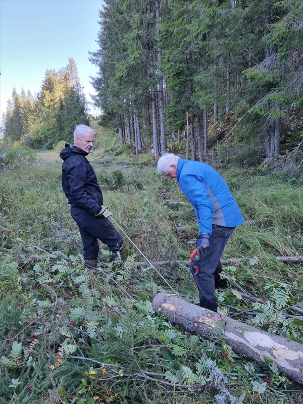 Arild Lund og Øivind Holum trekker stokker til kavling i Fløyta. Foto: Pål Heldrup Rasmussen.