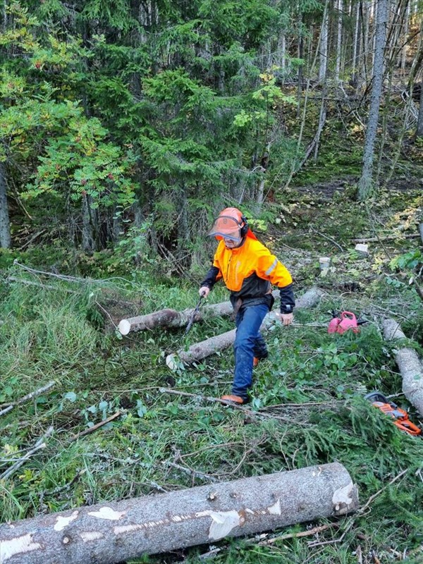 Olaf Godli feller trær til kavling i Fløyta. Foto: Pål Heldrup Rasmussen.
