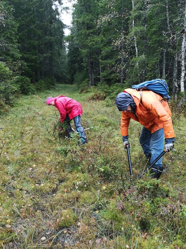 Ingrid Hartmark, Oddmund Mellemstrand klipper smågran og kvist i Rundløypa/Formoløypa.