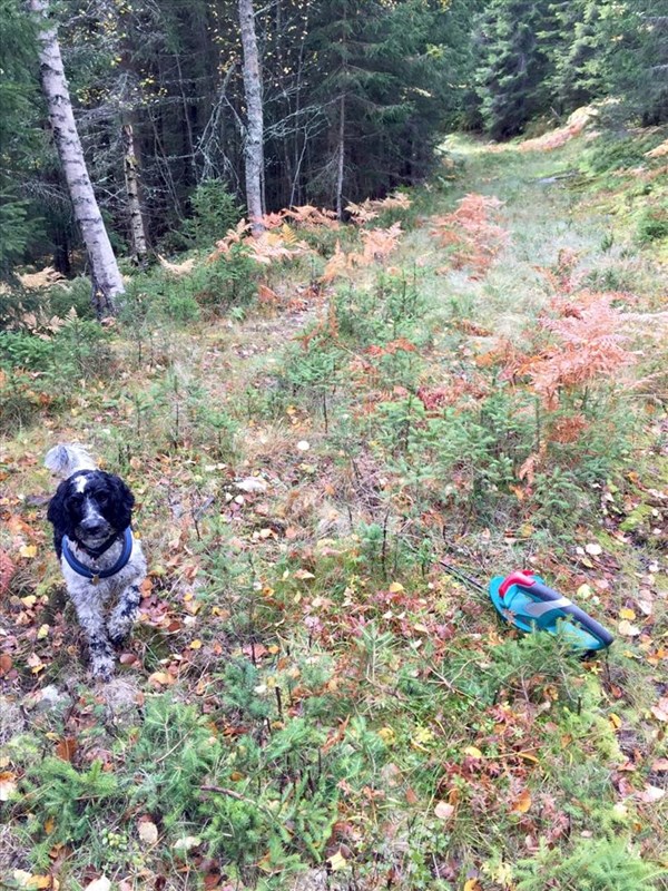 Dagen før den store dugnaden hadde hunden Pan og Lene Li Dragland en privat dugnad i Grønntjernløypa der vi testet bruk av hekksaks for å fjerne alle smågranene i løypetraséen. Meget vellykket. Foto: Lene Li Dragland