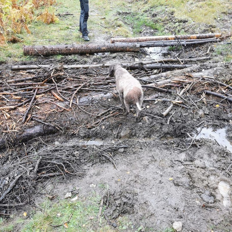 Skiløype etter nær 40 mm regn – med hunden Solo på dugnad. Foto: Bo Engdahl